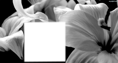 kwiaty Photo frame effect