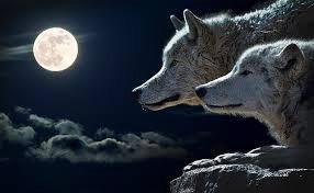 loup de lune Montaje fotografico