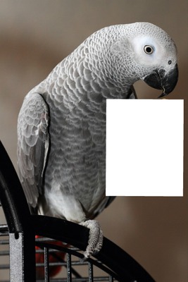 perroquet Fotomontagem