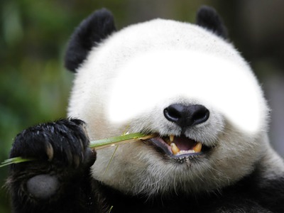 panda Fotoğraf editörü