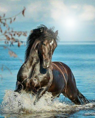 caballo en el mar Fotomontagem