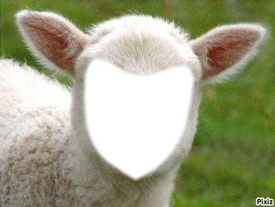 mouton Fotomontage