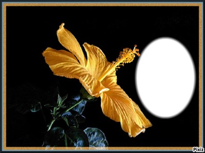 Flowers/* Photo frame effect