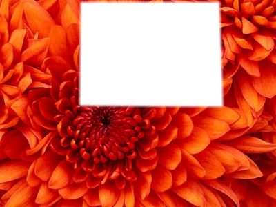 fleur cadre Photomontage
