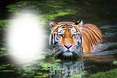 Tigris a dzsungelbe Fotomontaggio