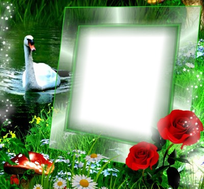 Cadre avec un cygne Photo frame effect