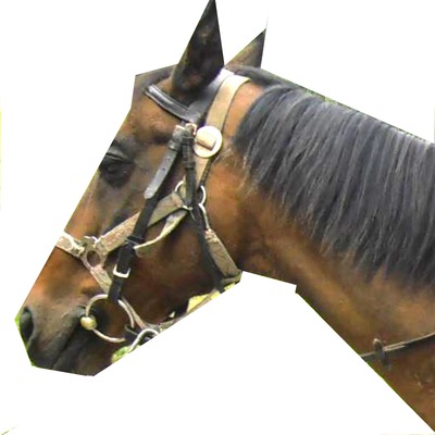 Kôň Fotomontaža