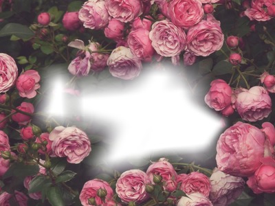 Bed of Roses Photo frame effect