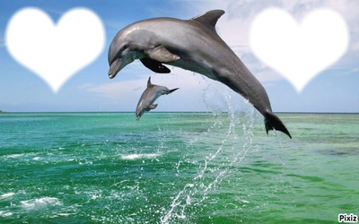 Cadre de dauphin