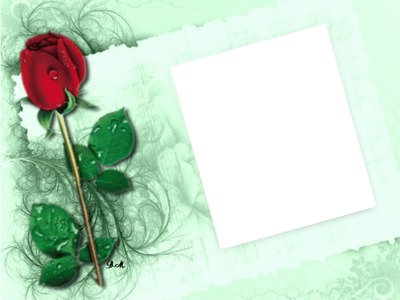 Narozeniny, přání k narozeninám, růže Fotomontaža