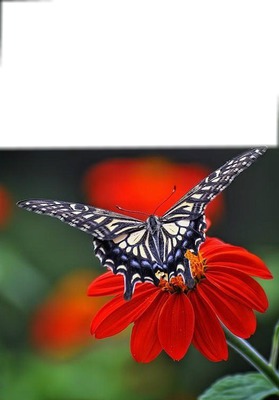 gerbera papillon Photomontage