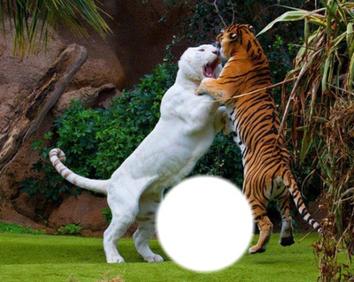 les tigres Fotomontaggio