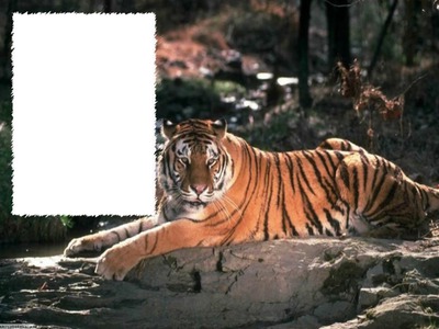 tygrysy Photo frame effect