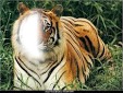 tigre フォトモンタージュ