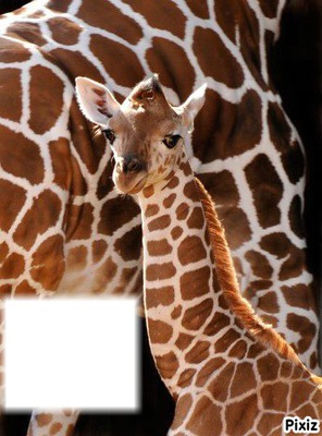 la girafe Fotomontāža