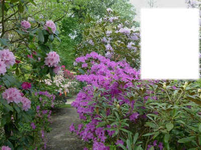 Jardin fleuri Photomontage