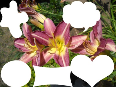 cadre des fleurs lys photos Photomontage