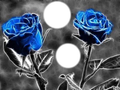 2 roses bleue Montage photo