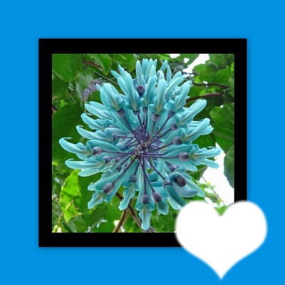 Blaue Sternblume Photo frame effect