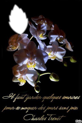 orchidées Fotomontáž