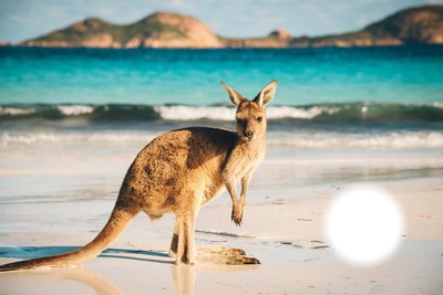 kangourou Montaje fotografico