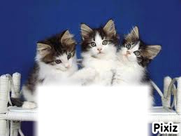 3 chatons Fotomontasje