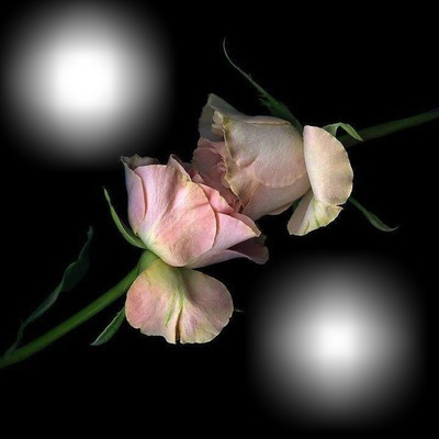 Une rose pour deux Fotomontage