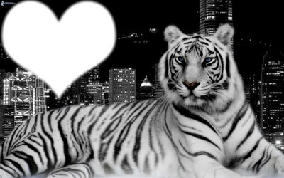 jaime les tigres Fotomontage