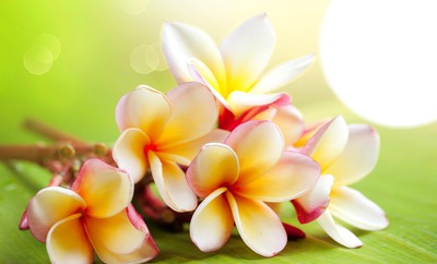 Frangi Pani-Hawaii Flowers Fotomontāža