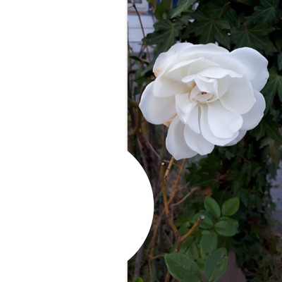 Rose blanche Fotomontáž