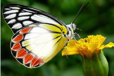 Mariposa bella Montaje fotografico