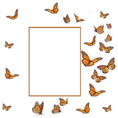 mariposas monarca. Photomontage