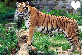 tigre du benale Photomontage