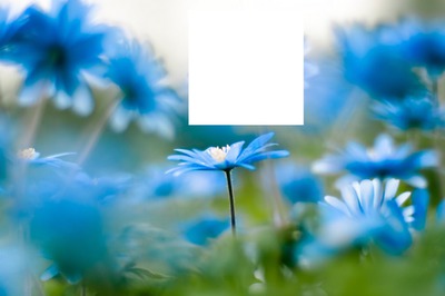 fleur bleue,,,superbe Photo frame effect