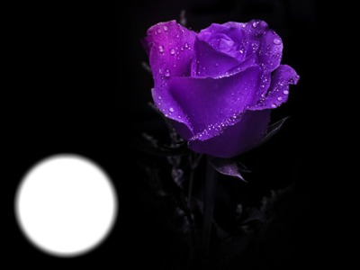 rose violet Fotomontāža