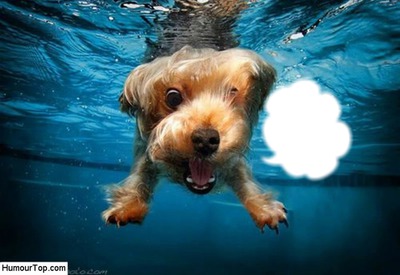 chien piscine Photo frame effect