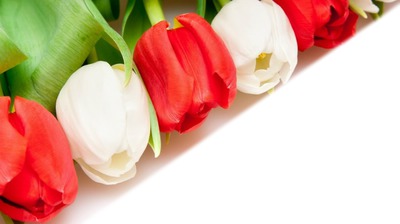 Tulipes Fotomontāža