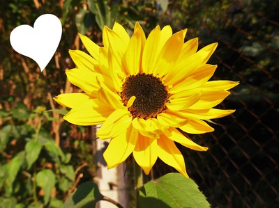 sunflower Φωτομοντάζ