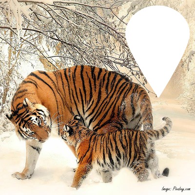 tigre bulle Fotomontage