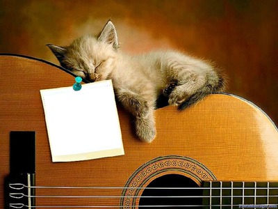 gato-gitarra Фотомонтажа