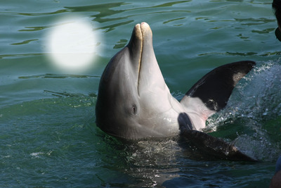 dolphin Fotómontázs