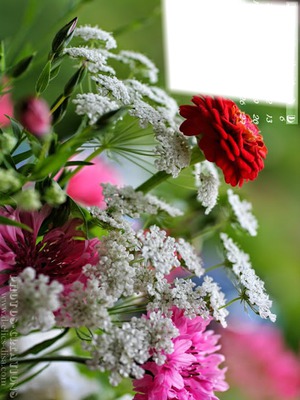 Fleurs diverses Fotoğraf editörü