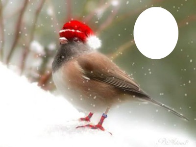 oiseau en hiver Montaje fotografico