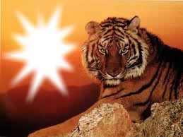 tigre Fotomontaż
