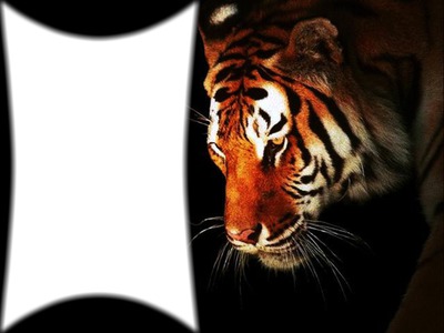 тигр Фотомонтаж