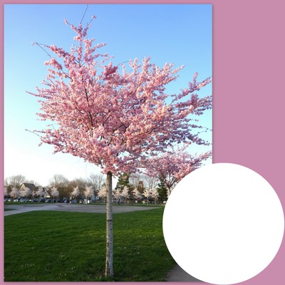 Kirschblüte Seepark Fotomontage