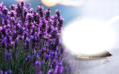 lavender Fotomontáž