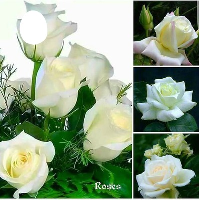 Rosas Fotomontaža