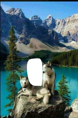 lobos sobre roca Фотомонтажа