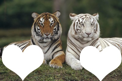 tiger love Photo frame effect